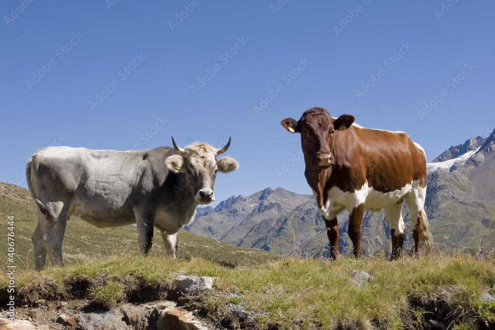 Kühe in den Bergen