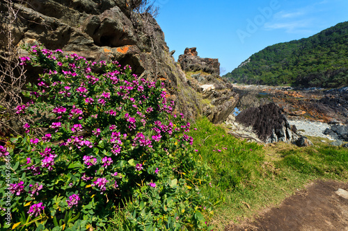 Pink flowers at the coastline