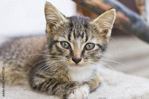 Fototapeta Naklejka Na Ścianę i Meble -  Cute Tabby Kitten