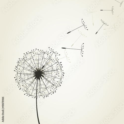 Dandelion7