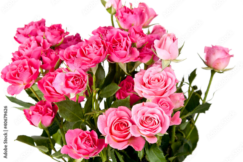 Obraz premium Rose flowers over white
