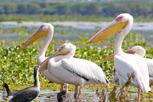 Some Pelicanos in the Lake Naivasha
