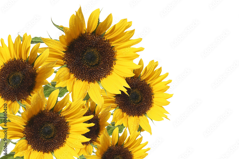 beautiful bright sunflowers isolated on white background beautiful bright sunflowers isolated on white background
