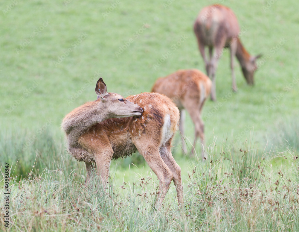 Female Vietnamese Sika Deer grooming. Female Vietnamese Sika Deer grooming.