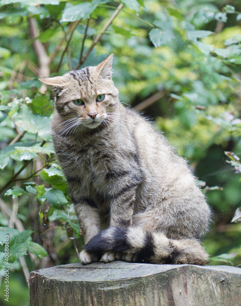 Shy european wildcat (Felis silvestris silvestris) Shy european wildcat (Felis silvestris silvestris)