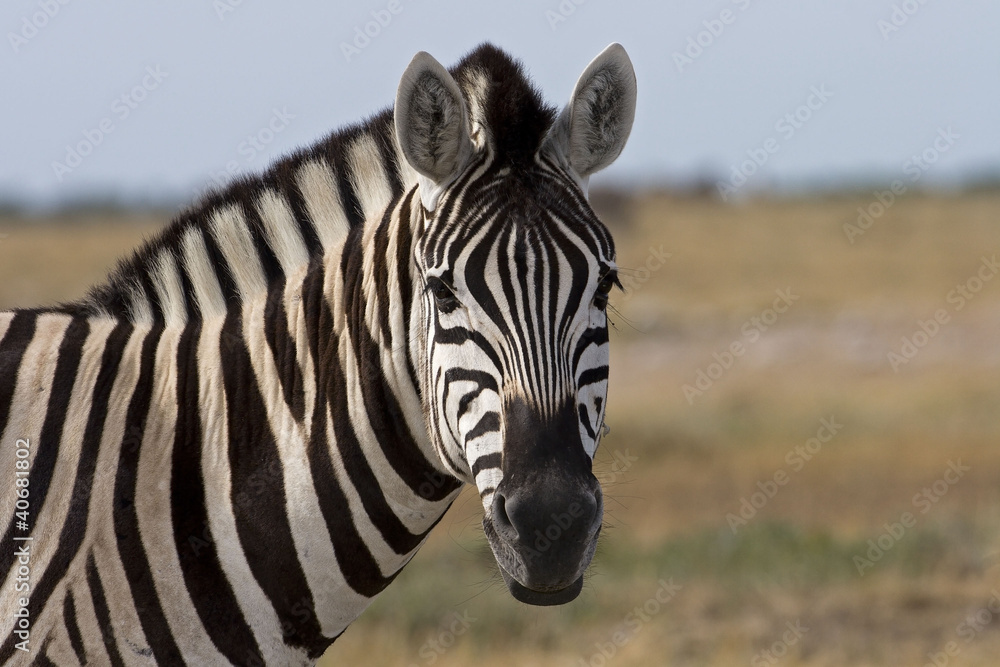 Portrait of Burchells zebra; Equus Burchelli . Portrait of Burchells zebra; Equus Burchelli .