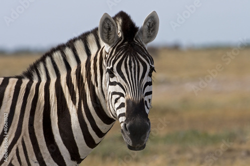 Portrait of Burchells zebra  Equus Burchelli .