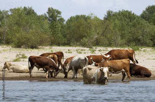 Cows at a riverbank © Nadezhda Bolotina