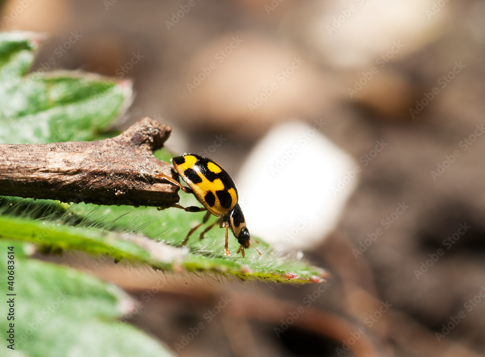 ladybird ladybird