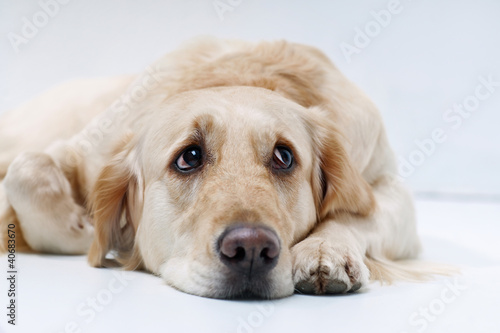 Fototapeta Naklejka Na Ścianę i Meble -  Golden Retriever