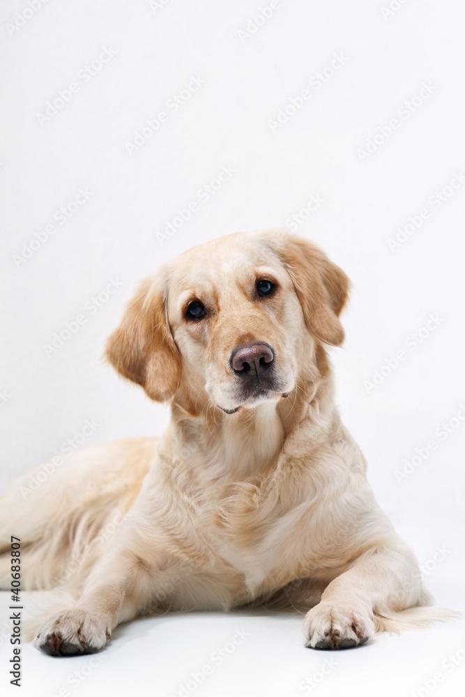 Golden Retriever Golden Retriever