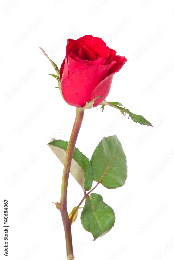 Obraz premium Single Red Rose