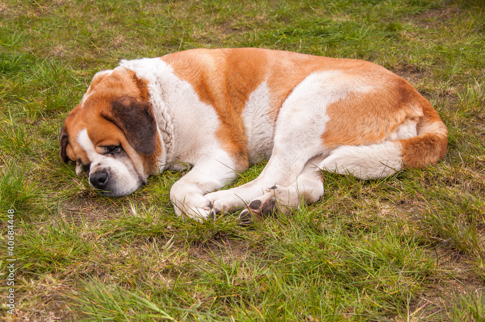 Lazy St. Bernard Dog lies on the grass