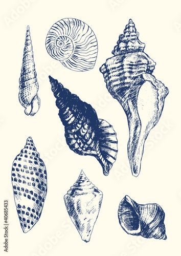 7 various seashells