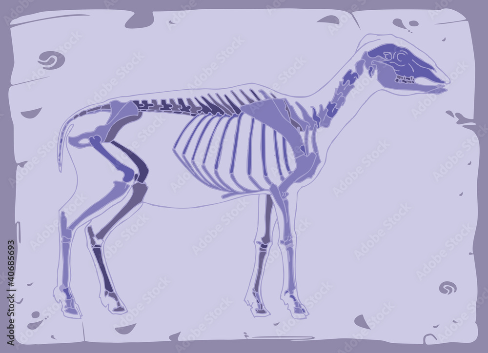 Obraz premium Side view of sheep skeleton