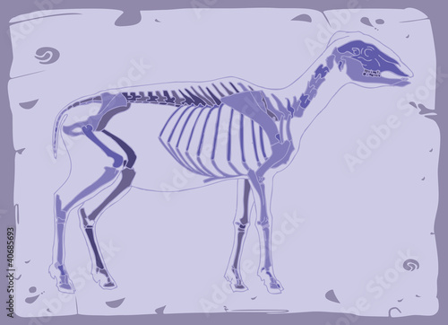 Side view of sheep skeleton