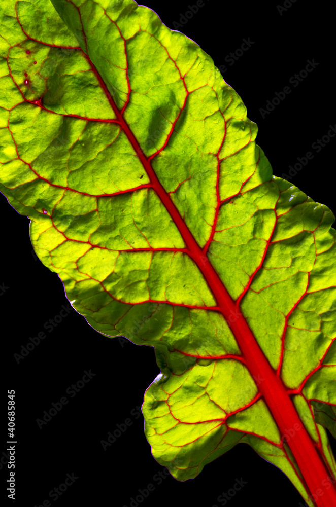Foglia di Bietola rossa 3 Foglia di Bietola rossa 3