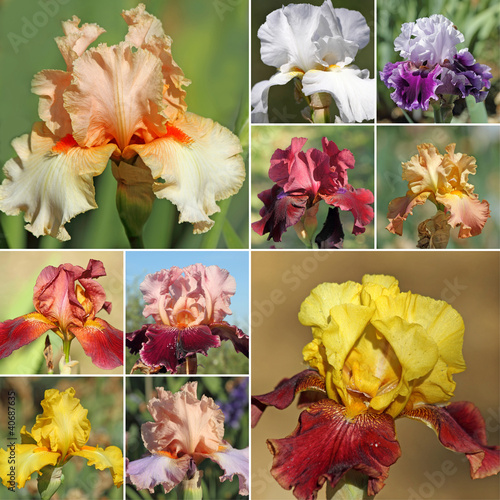 Fototapeta Naklejka Na Ścianę i Meble -  collage with bearded iris flowers