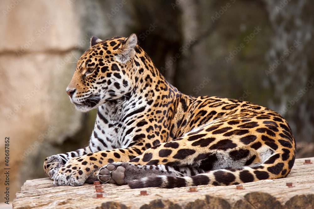 Le guépard 01 Le guépard 01