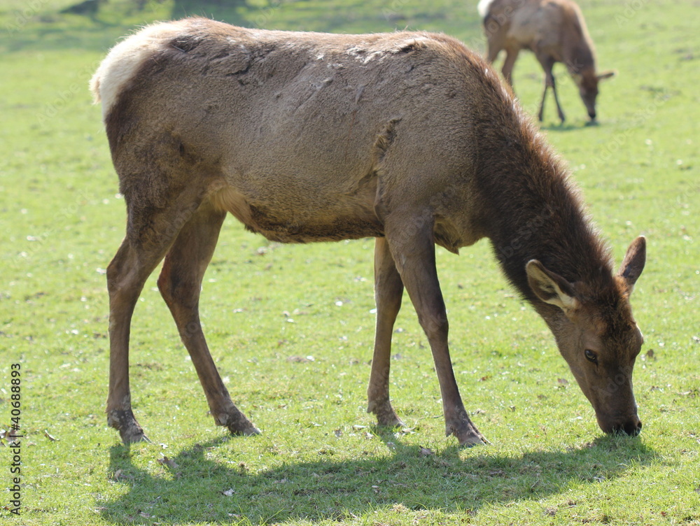 Wapiti 