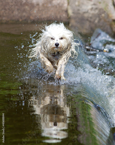 Hund rennt durchs Wasser photo
