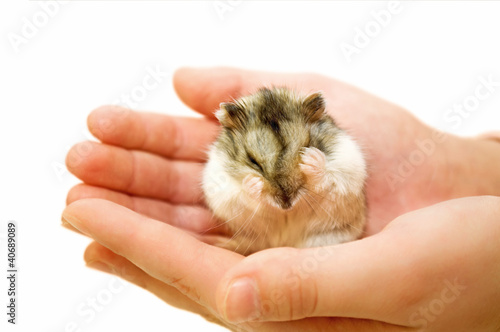 the hamster sits on a palm and washes