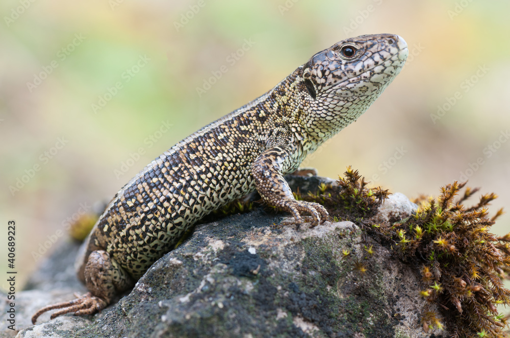 sand lizard sand lizard