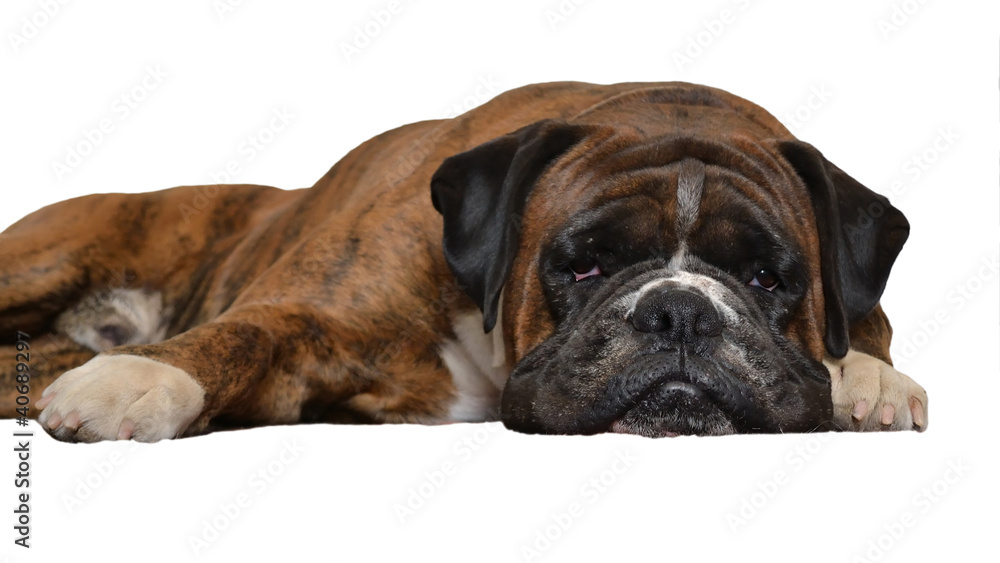 Obraz premium sad dog on white background