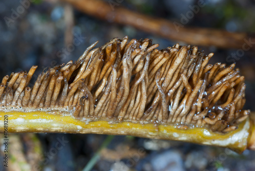 Raices hedera helix photo