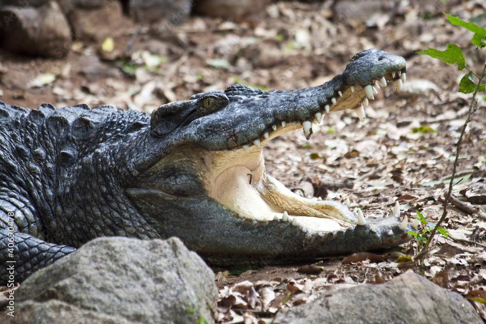Fototapeta premium Siamese crocodile (Crocodylus siamensis)