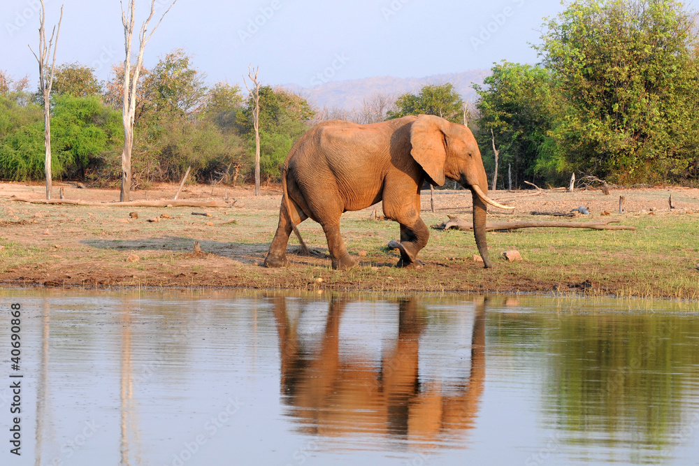Fototapeta premium Elefant am Karibasee
