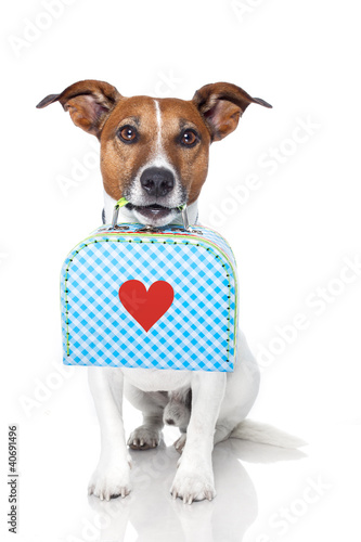 dog with a small luggage with a big heart © Javier brosch