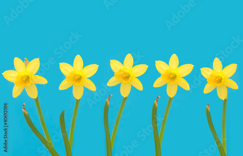 Daffodils