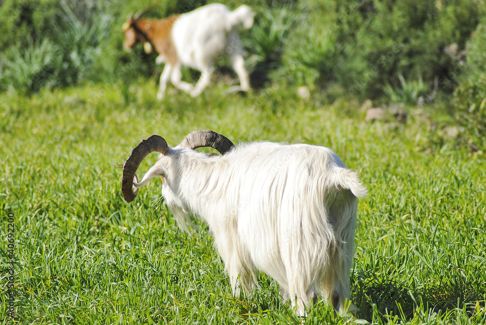 Obraz premium caprone