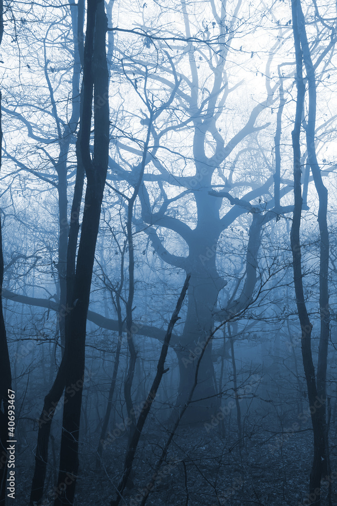 Obraz premium dark forest with fog and cold light
