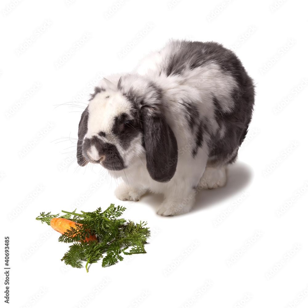 Cute Grey and White Bunny Rabbit With Carrot and Greens On White
