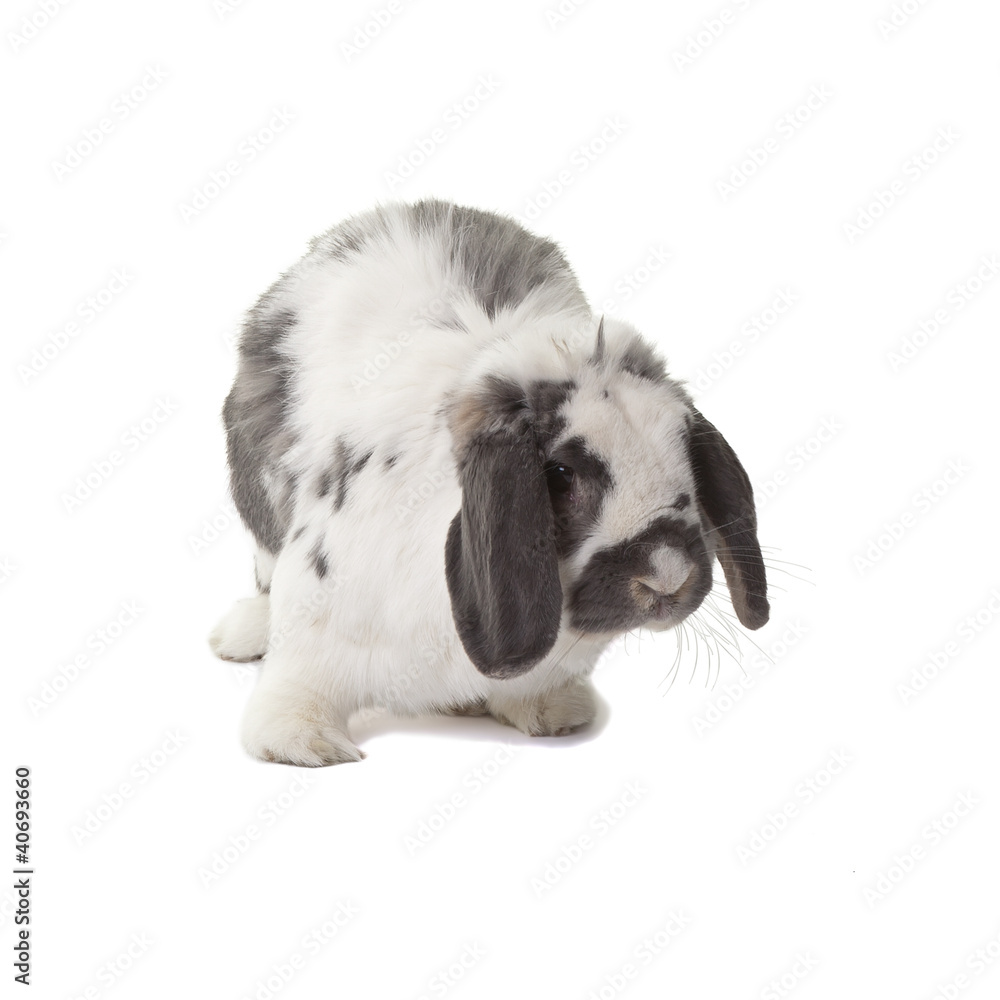 Cute Grey and White Bunny Rabbit Facing Right On White Cute Grey and White Bunny Rabbit Facing Right On White