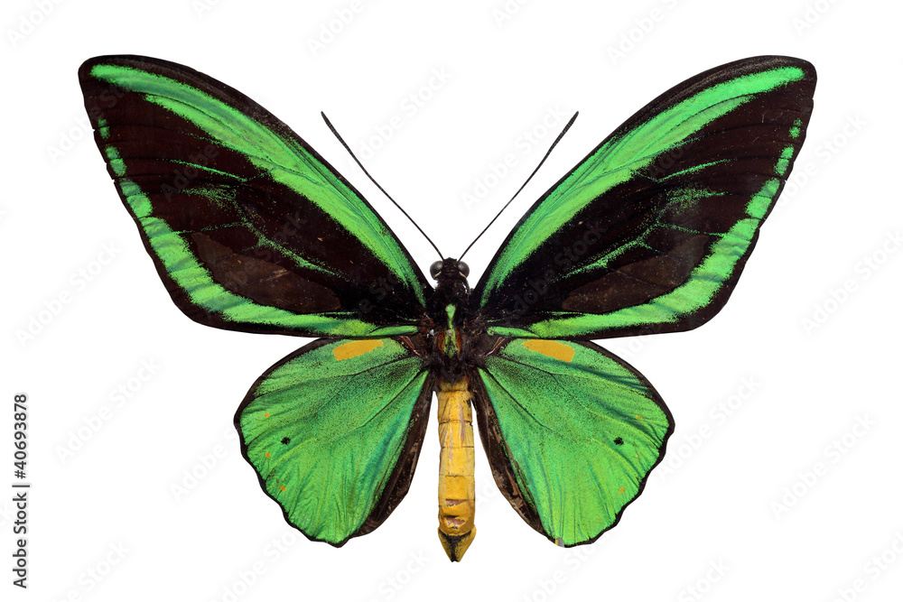 Fototapeta premium green papilio