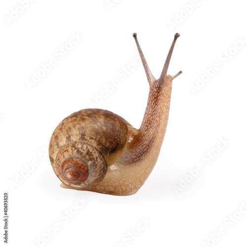 garden snail is being looked