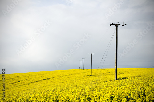 telegraph poles in farmland field