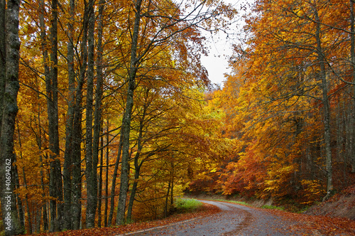 Carretera otoño