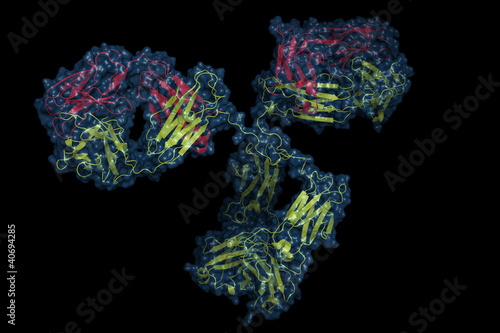 antibody structure photo