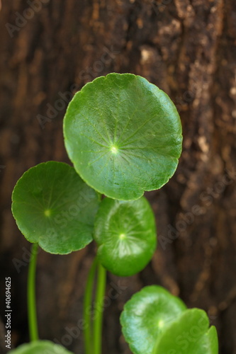 gotu kola.