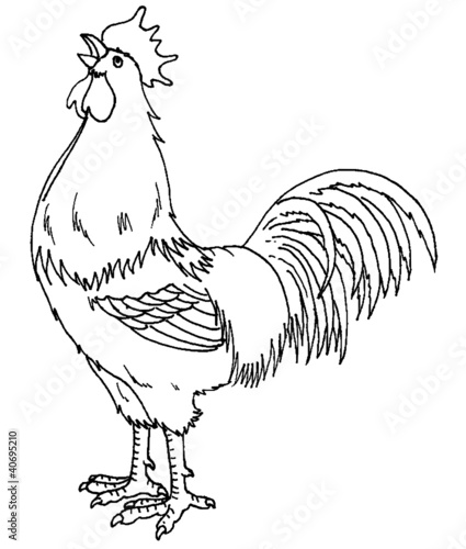 coq