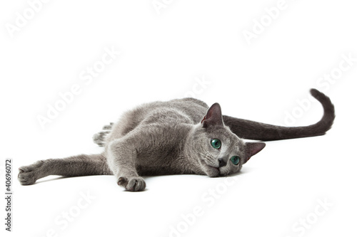 Russian Blue cat on white . photo