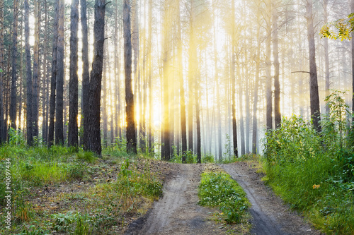 sunset in the forest