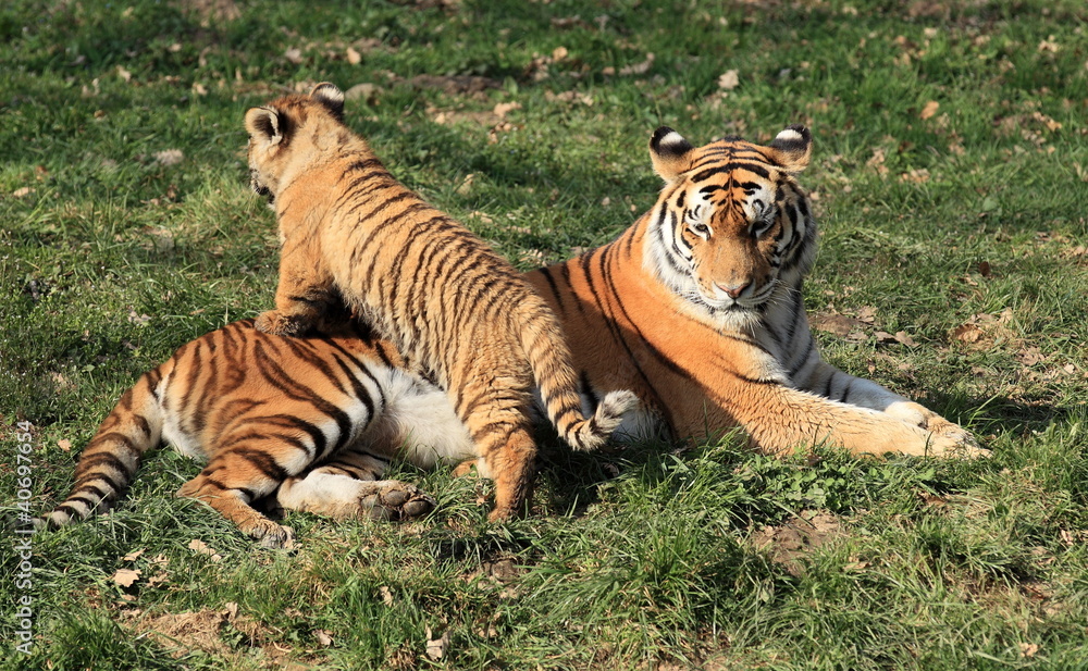 tigre et tigreau jouant tigre et tigreau jouant