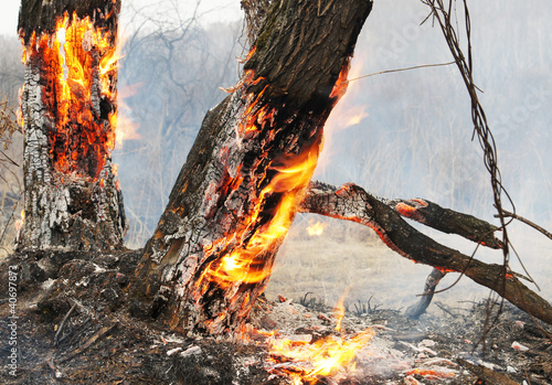 Burning trees in the forest photo