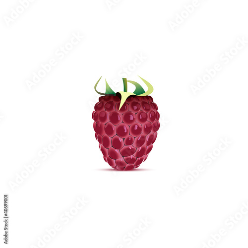 Raspberry vector illustration