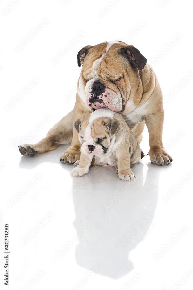 English bulldog puppy with adult bulldog isolated